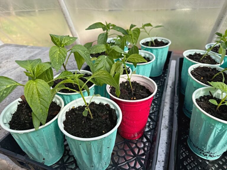 pepper seedlings