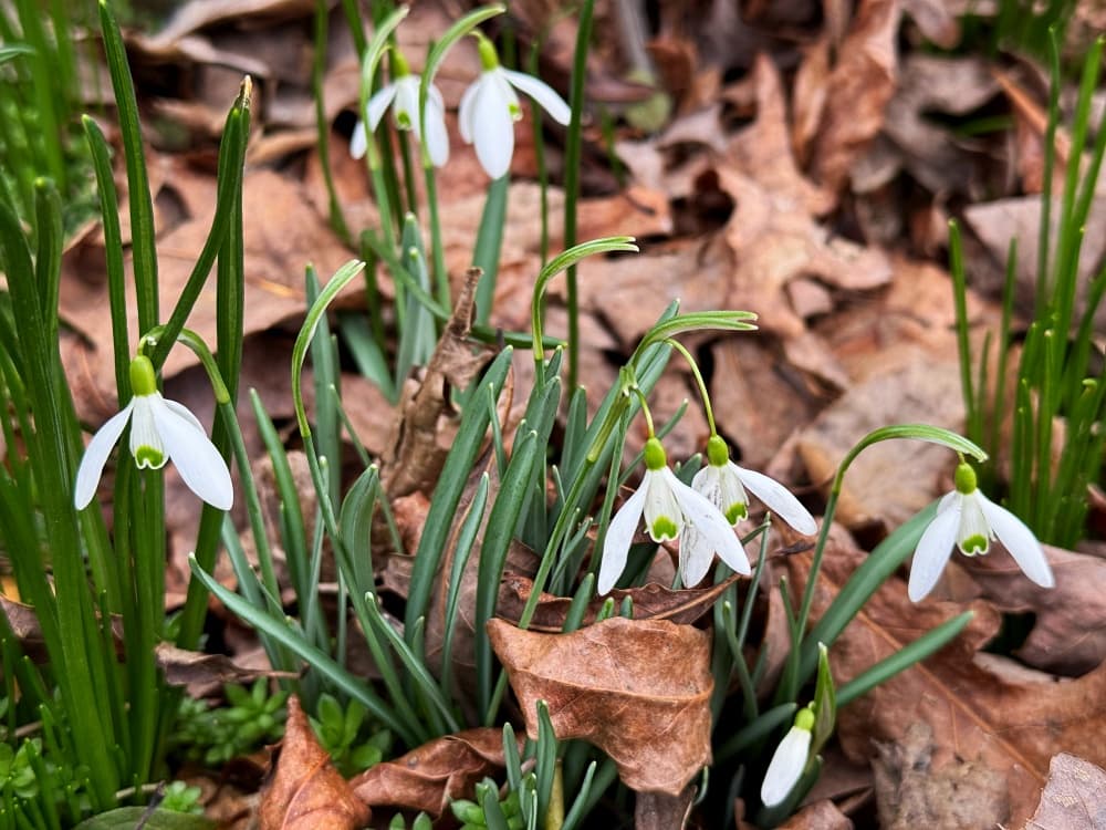 small white blooms