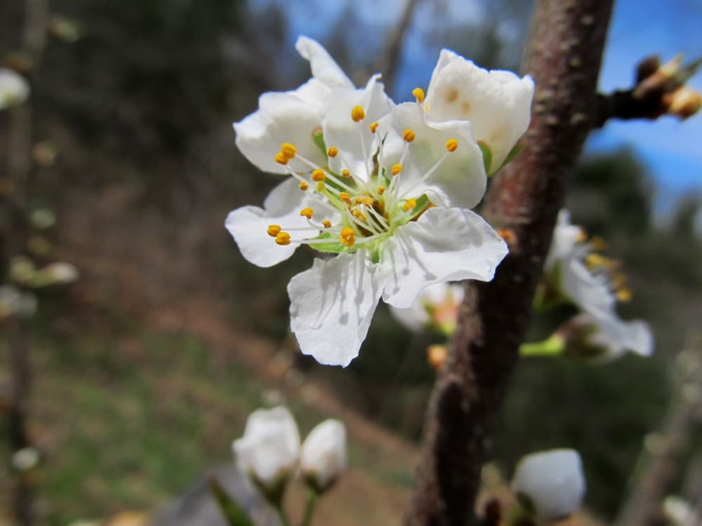 white plum bloom