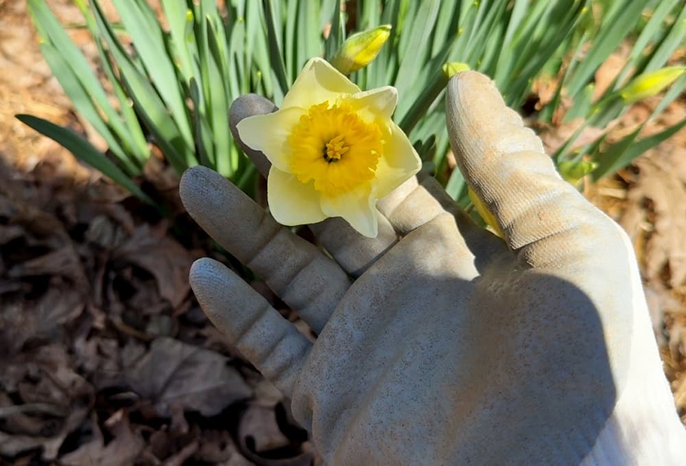 hand holding daffodil bloom