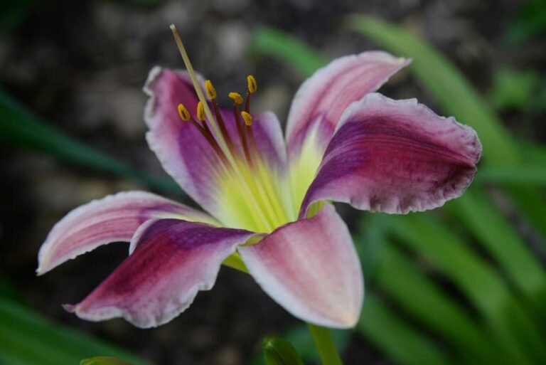 pink day lily bloom