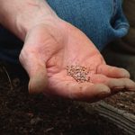 hand holding seeds