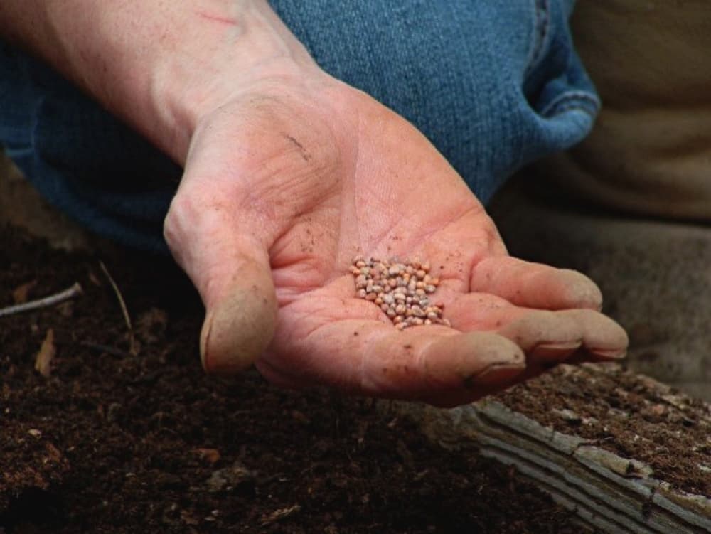 hand holding seeds