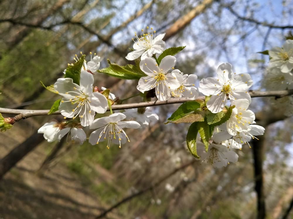 spring fruit tree blooms