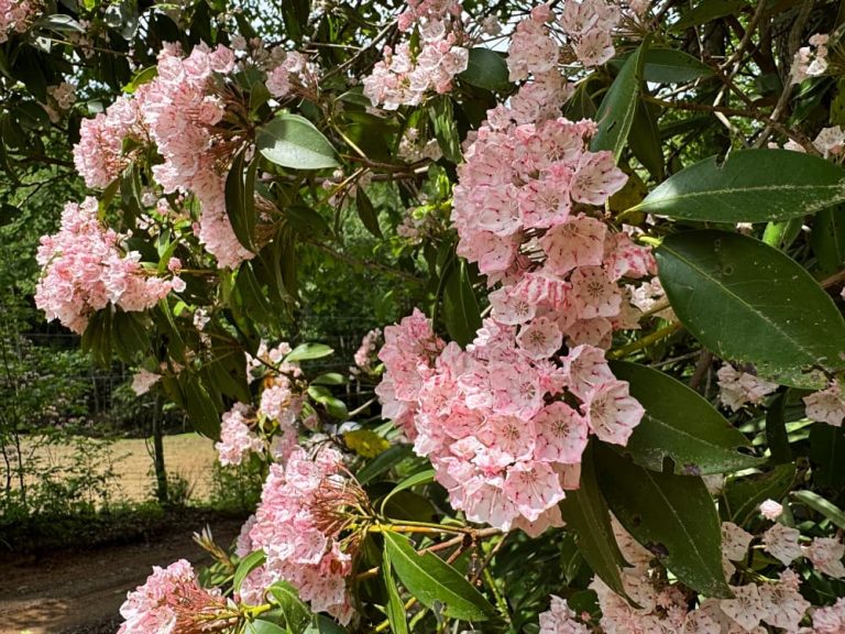 pink blooming bush