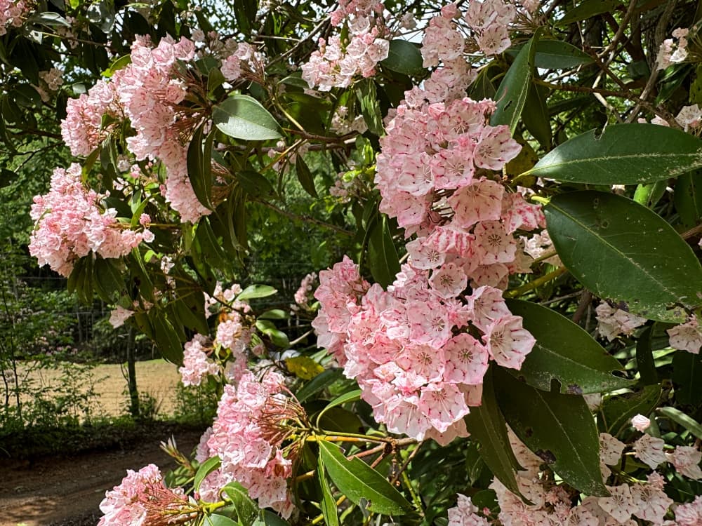 pink blooming bush