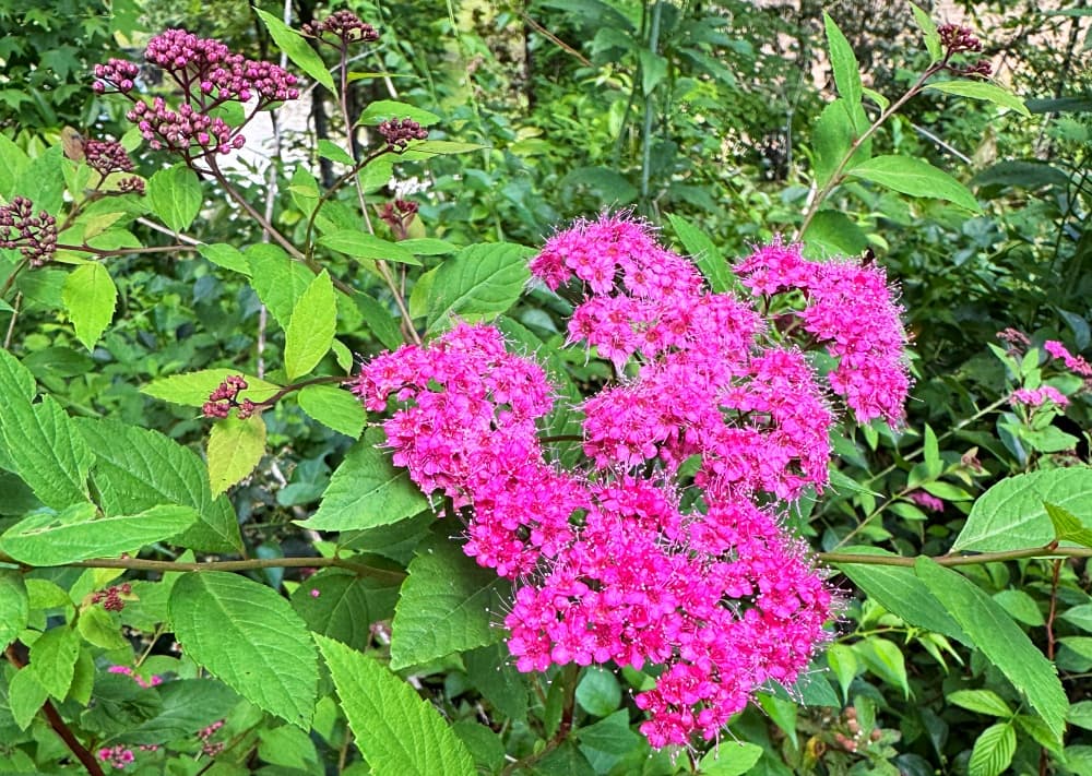 pink flowers
