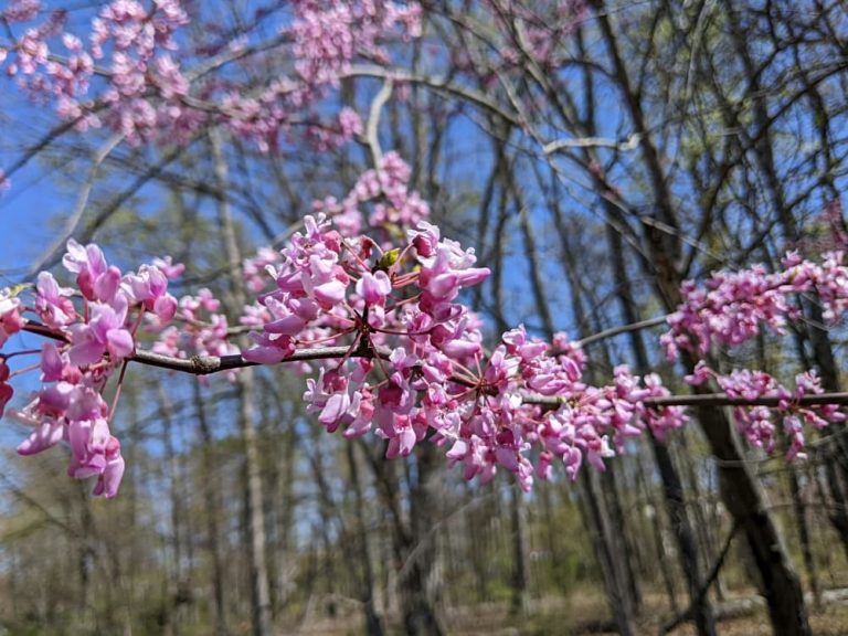 pink blooms on tree
