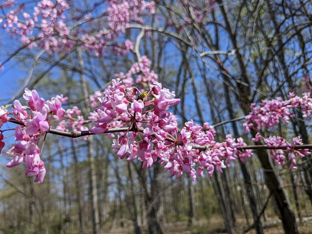 pink blooms on tree