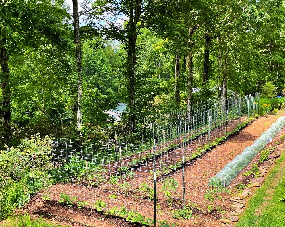 mountain garden rows