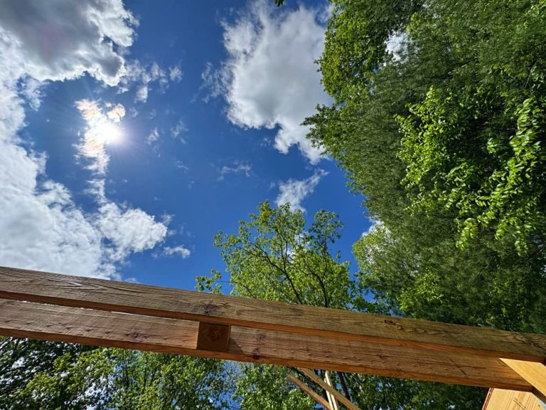 blue sky surrounded by green trees
