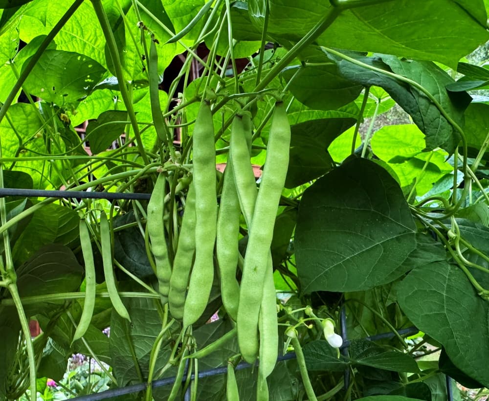 green beans hanging on vine