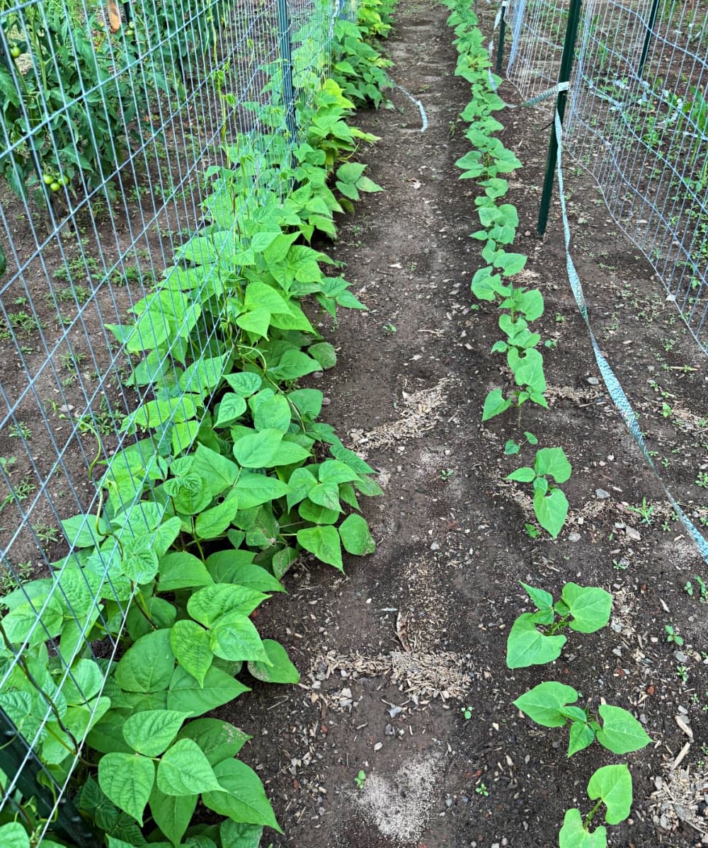 growing green beans