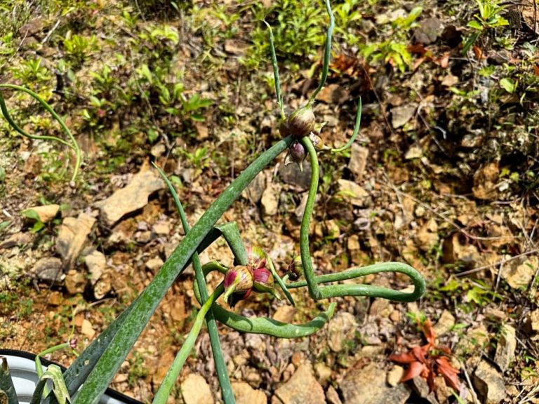 onions growing with bulbs on top