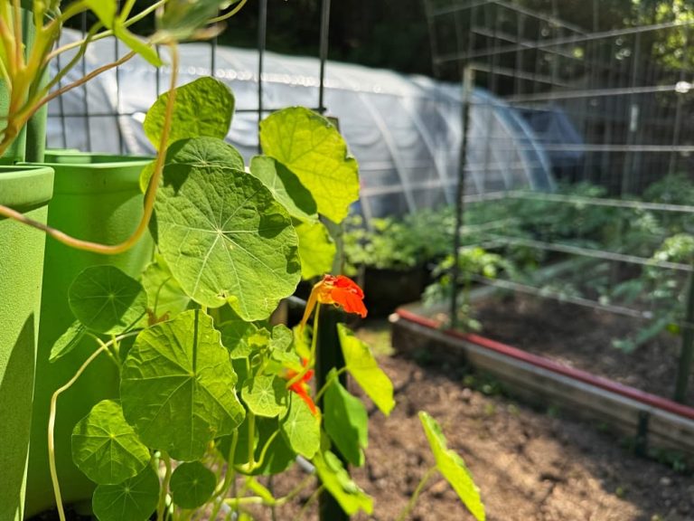 nasturtiums blooming in garden