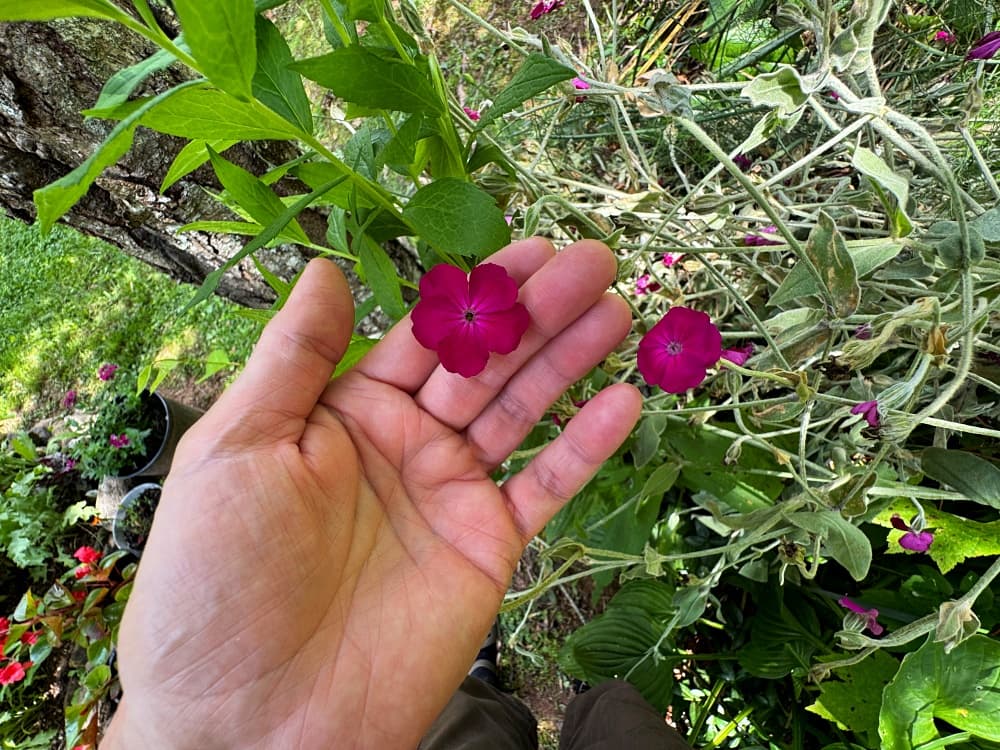fuchsia colored flower