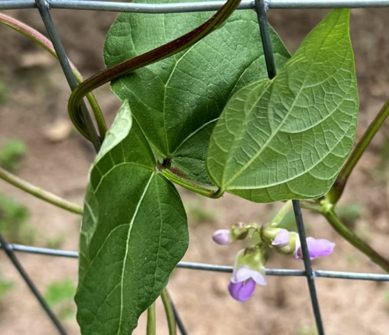 bean growing on trellis