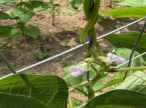 Brown Bean Update Blind Pig and The Acorn