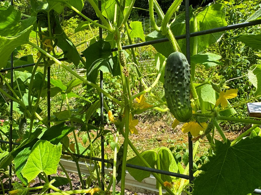 Cucumbers Starting to Come in | Blind Pig and The Acorn