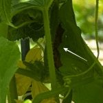 bugs on cucumber plant
