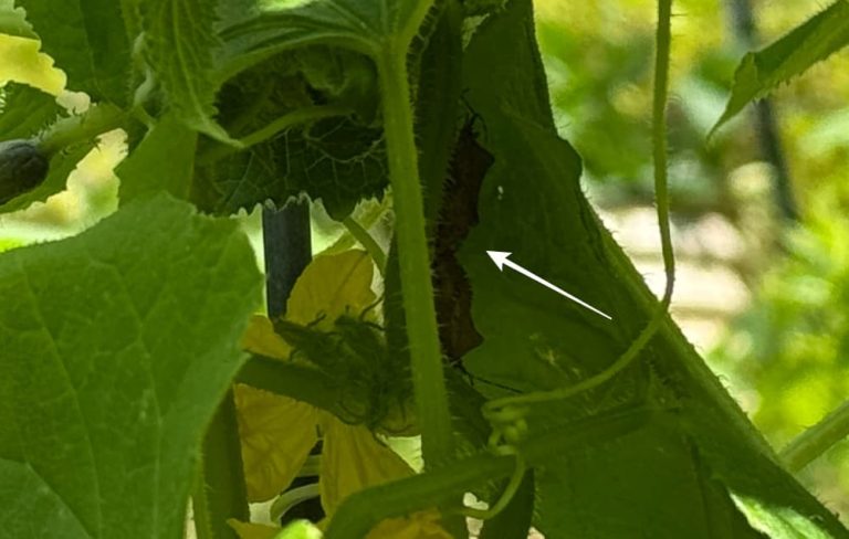 bugs on cucumber plant