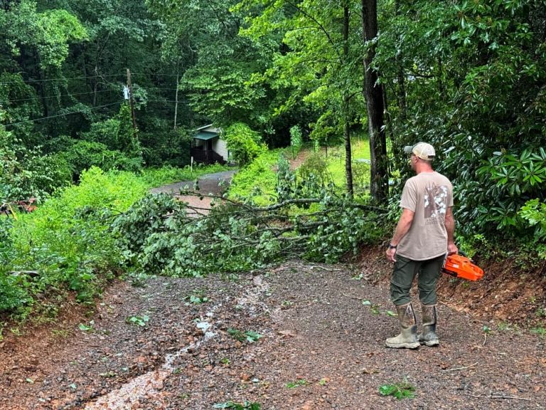 tree down in driveway