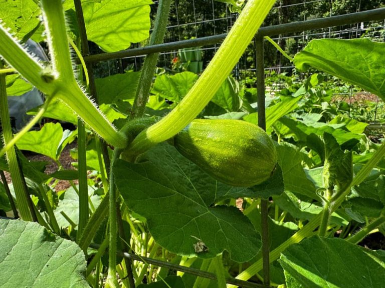 green winter squash growing