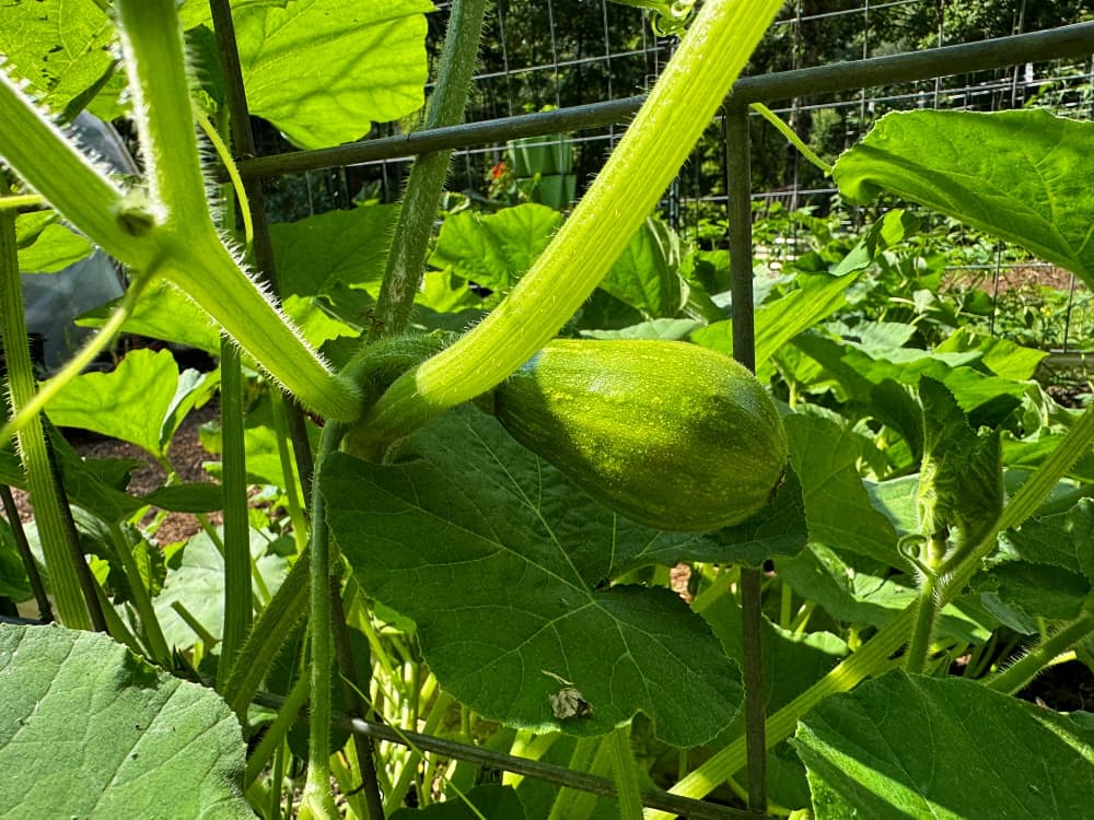 green winter squash growing