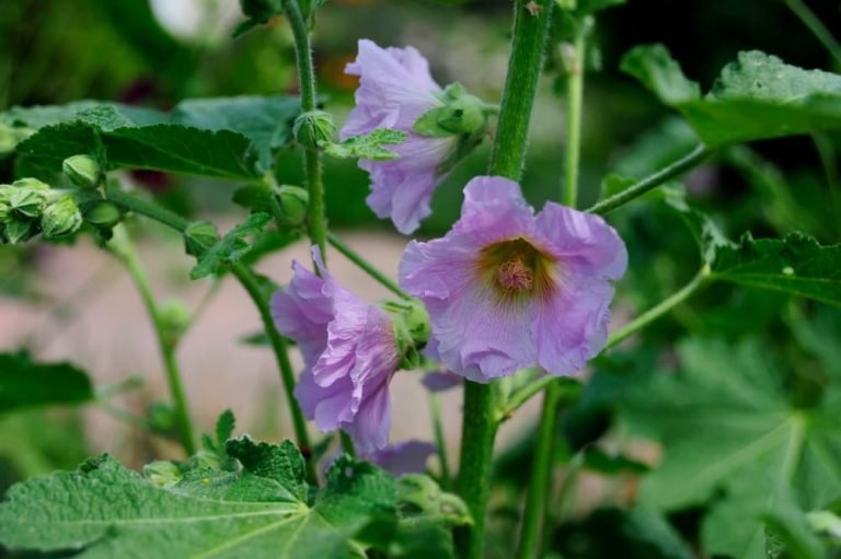pink flowers