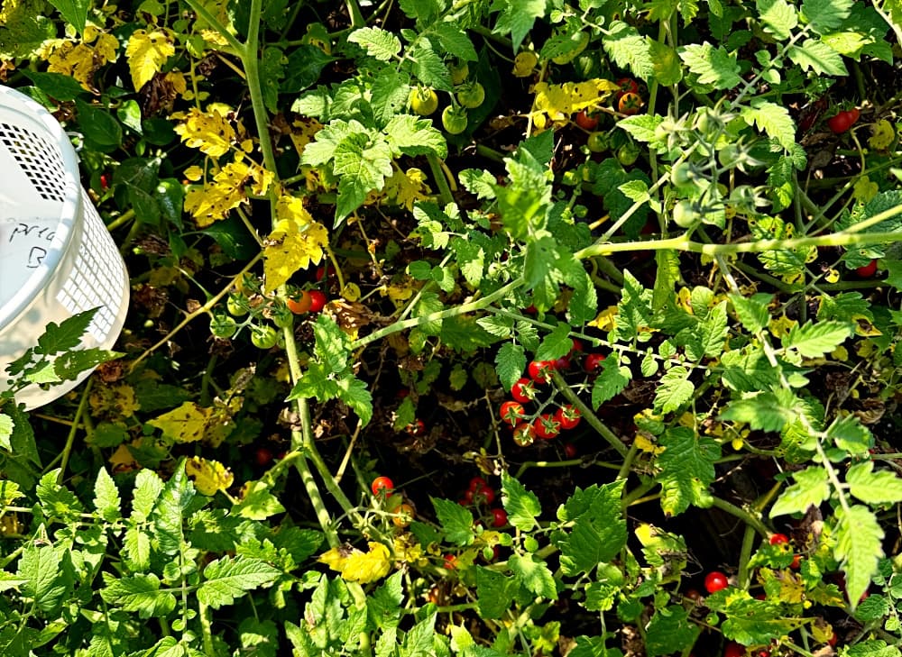 sprawling tomato plant