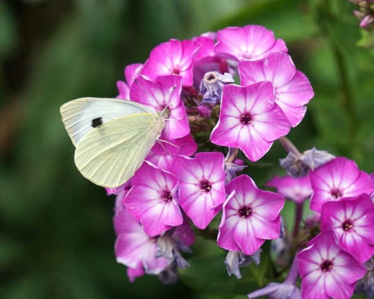 white butterfly on pink flowers