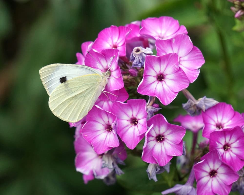white butterfly on pink flowers