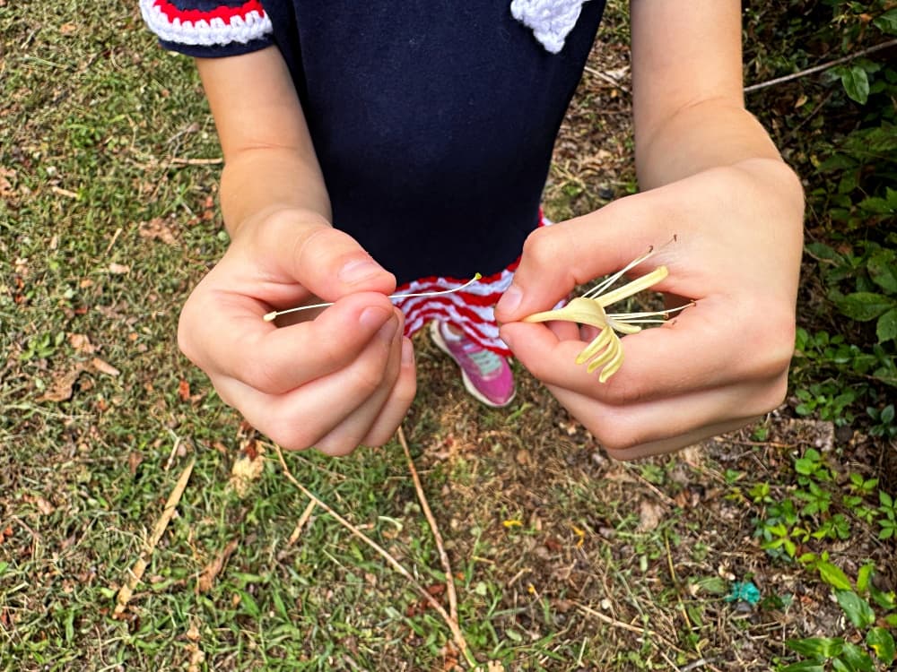 small girl with honeysuckle bloom