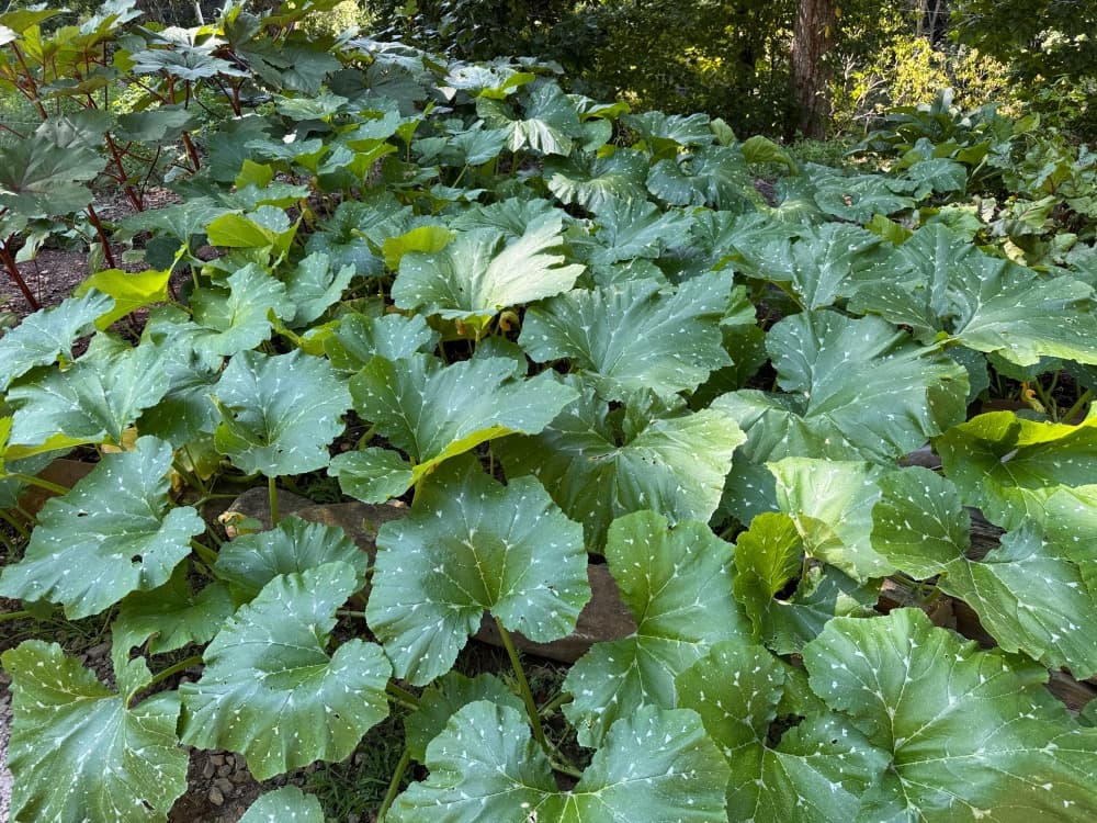 large leaves of winter squash
