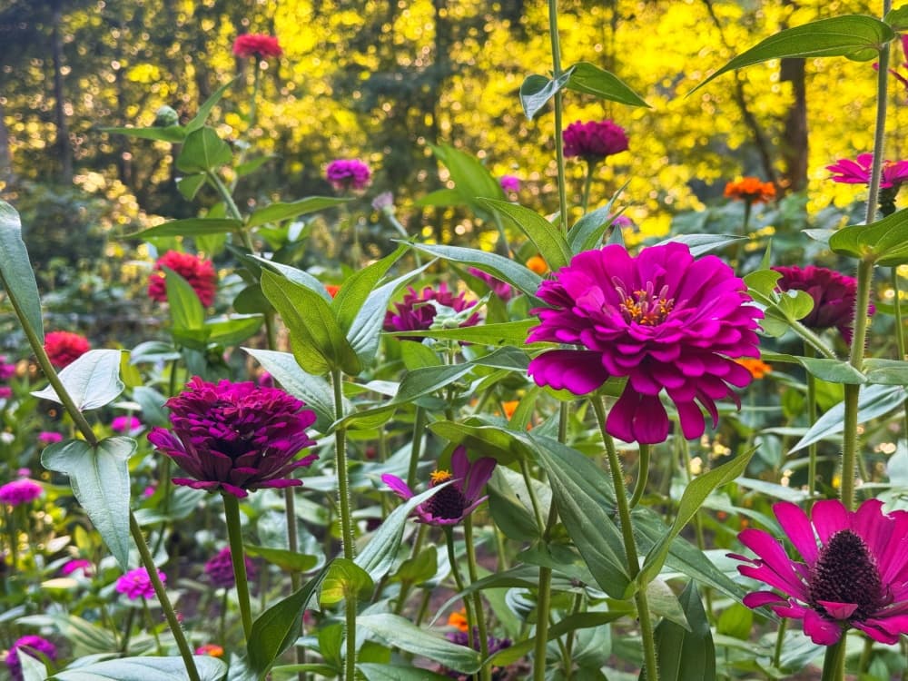 A Blind Man Can'T Sees Flowers Growing Garden: Inspiring Resilience