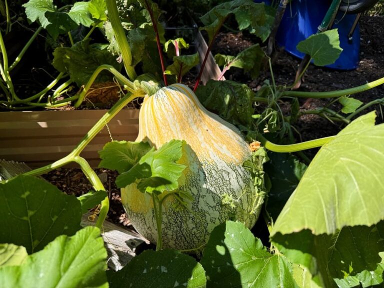large winter squash growing
