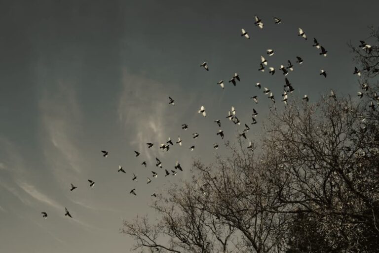 pigeons flying near trees