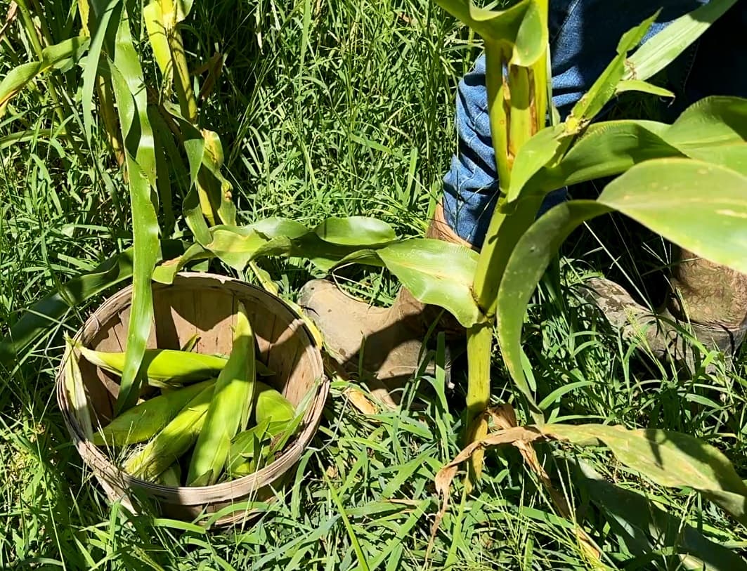 pulling corn from stalk