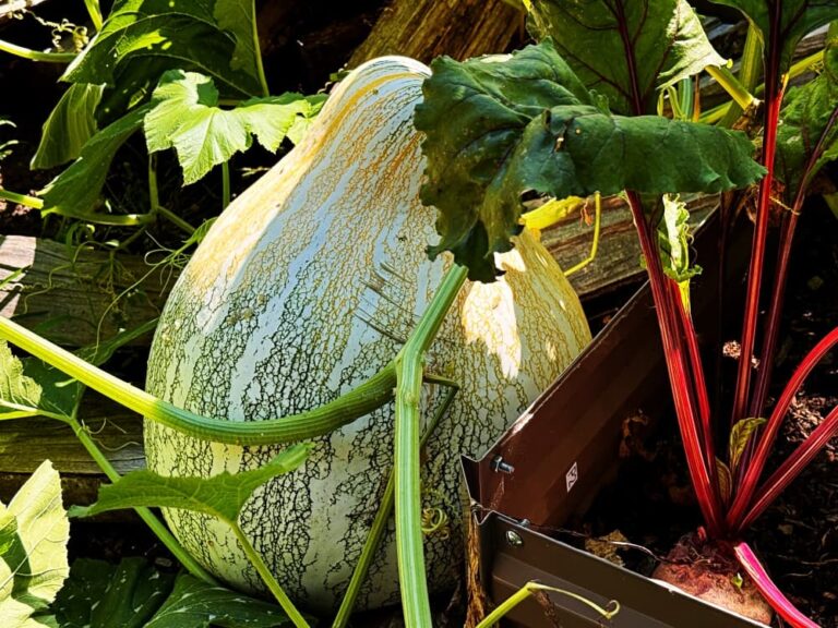 large winter squash
