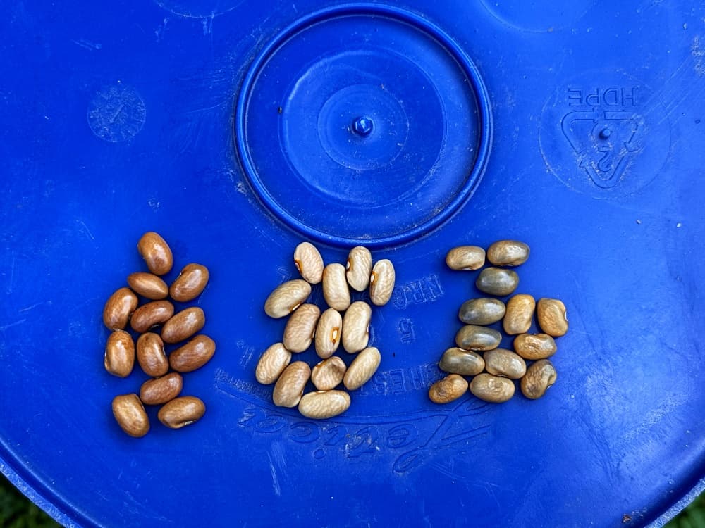 various shades of brown beans