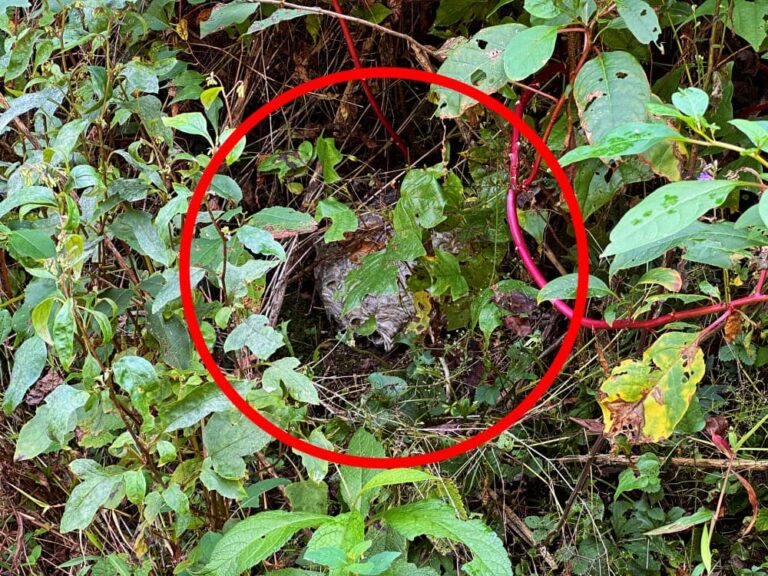 Hidden hornet nest