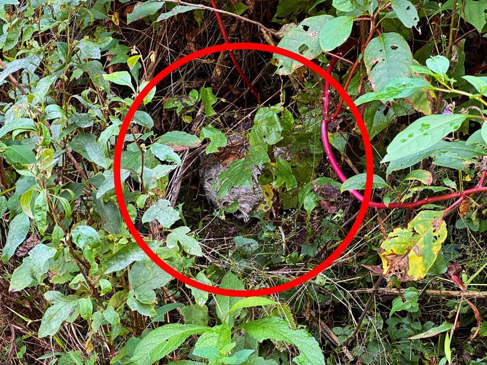 Hidden hornet nest
