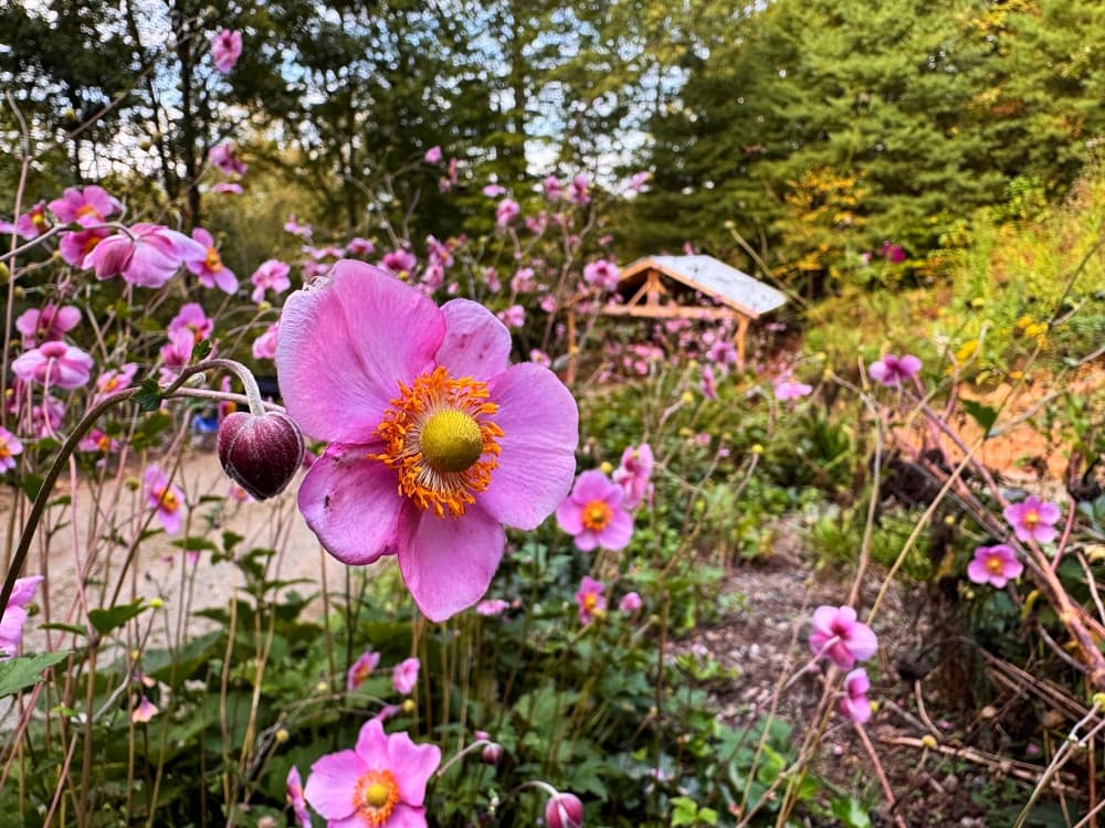 pink blooms