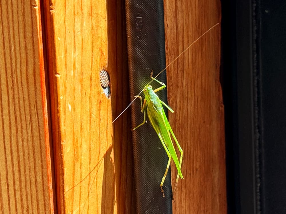katydid on wall