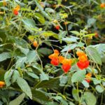 orange blooms