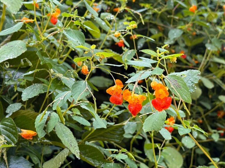 orange blooms