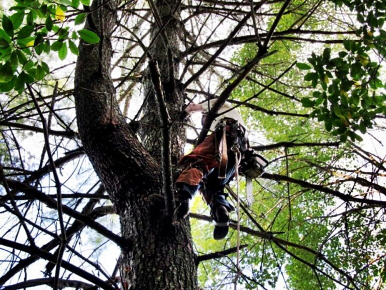 man in top of large tree