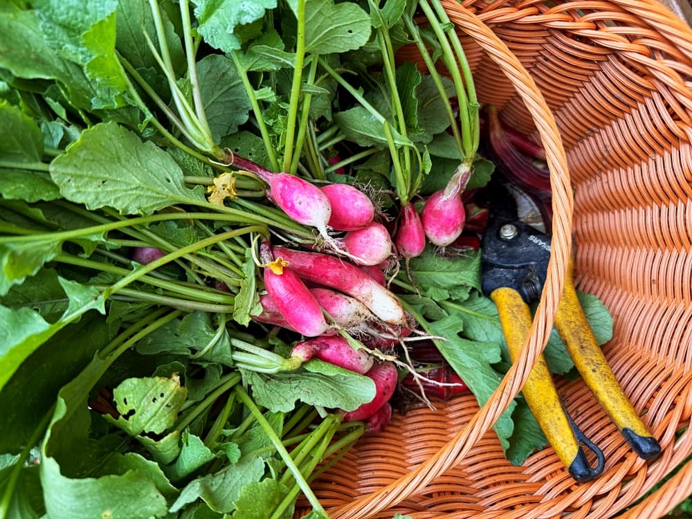 basket with radishes