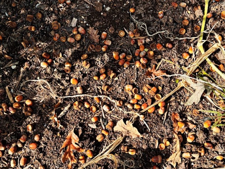 acorns carpeting ground