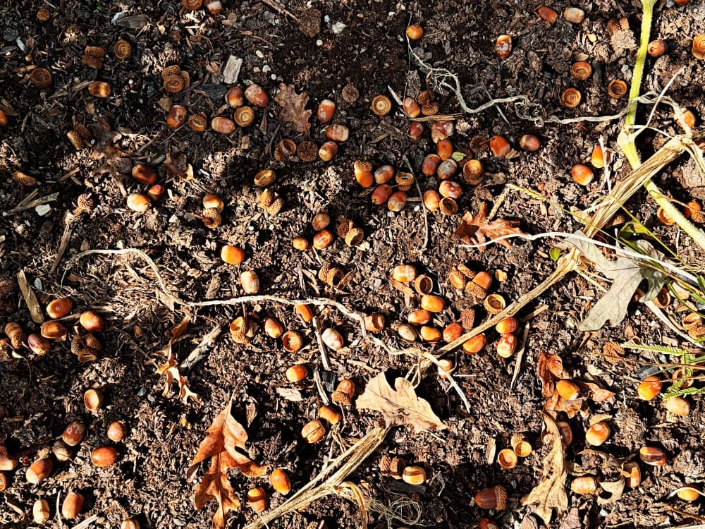 Heavy Mast in Wilson Holler | Blind Pig and The Acorn